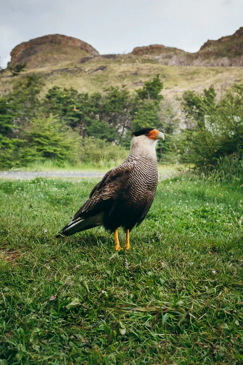 Chile — frame 6