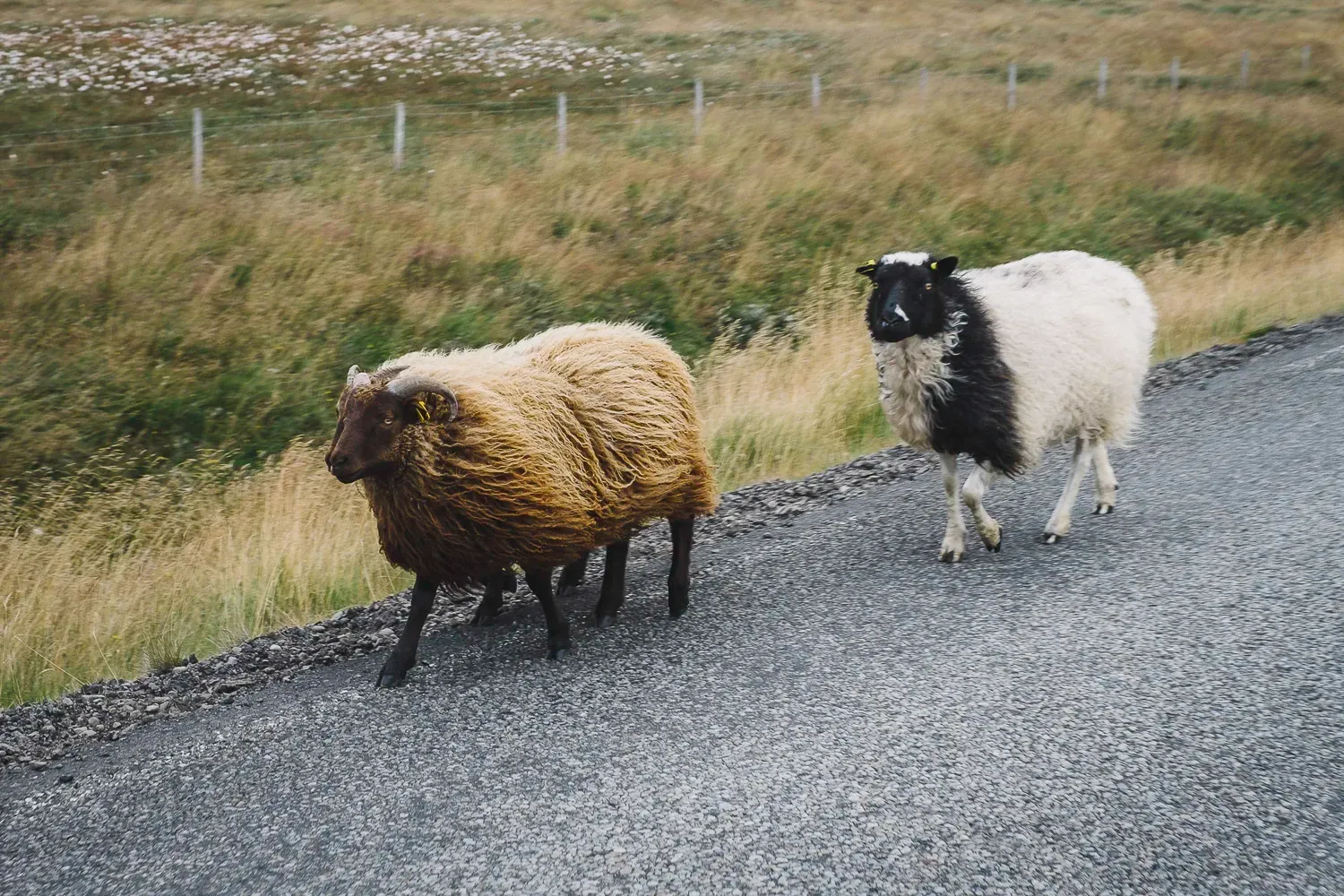 Iceland — frame 11