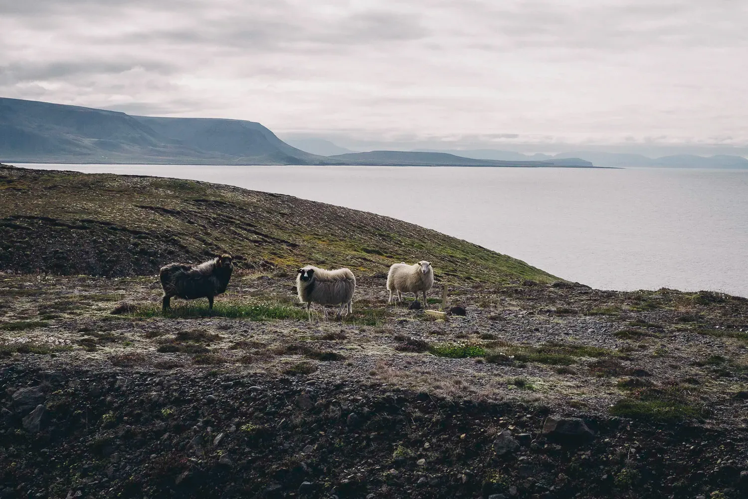 Iceland — frame 17
