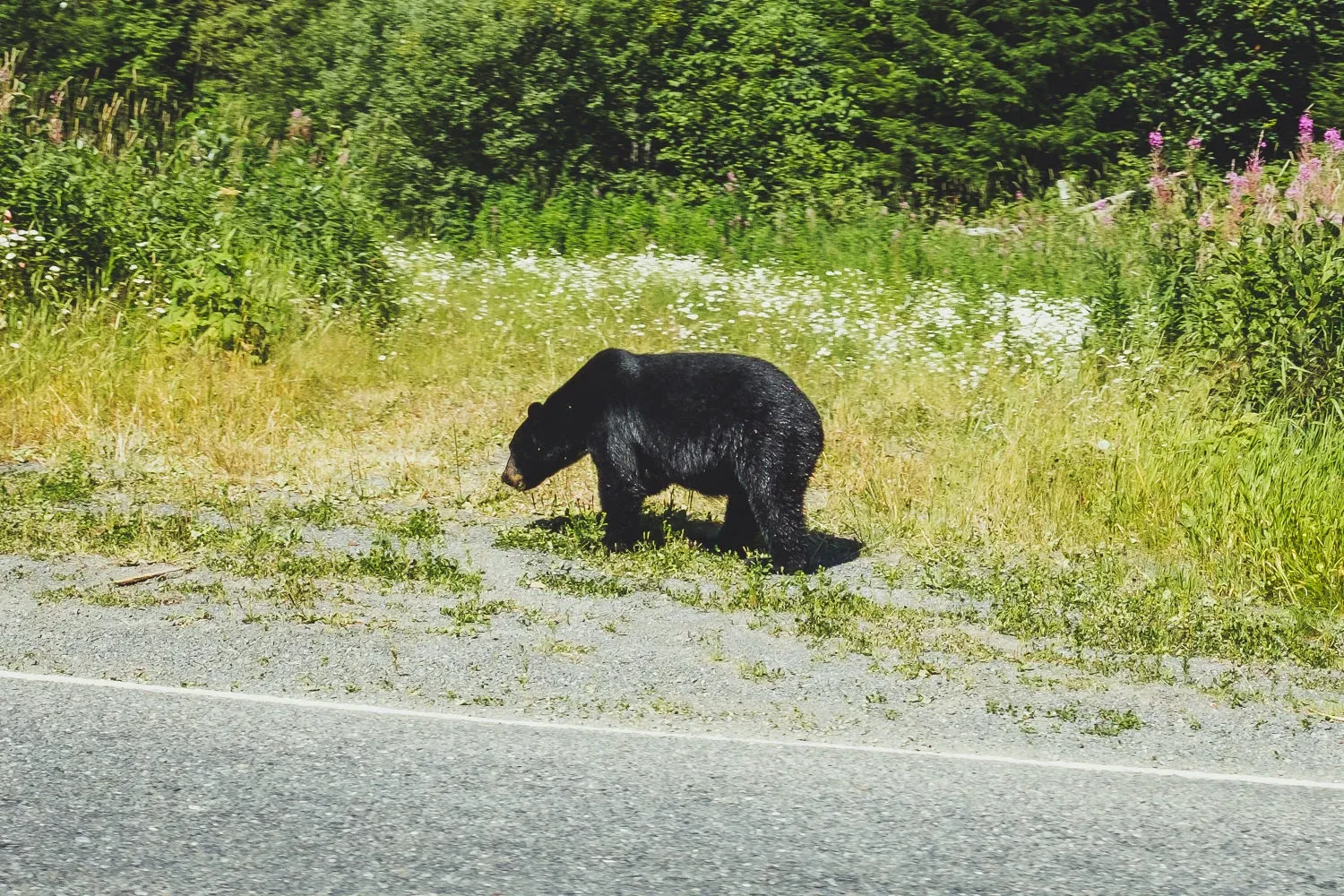 Canada — frame 17