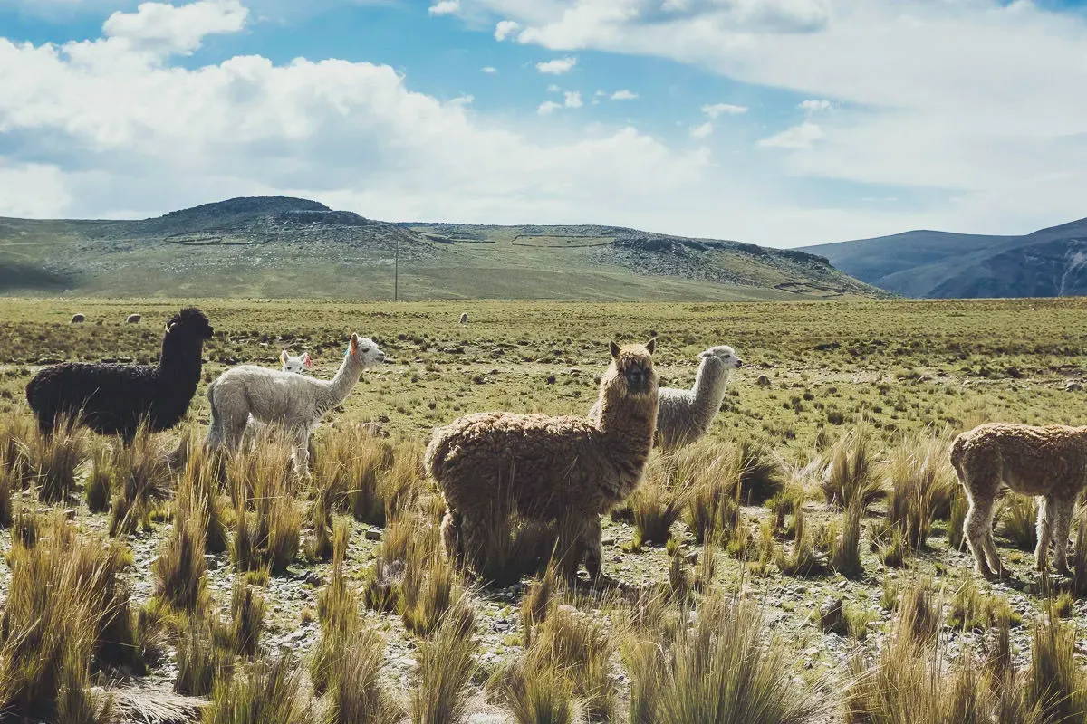 Peru — frame 19