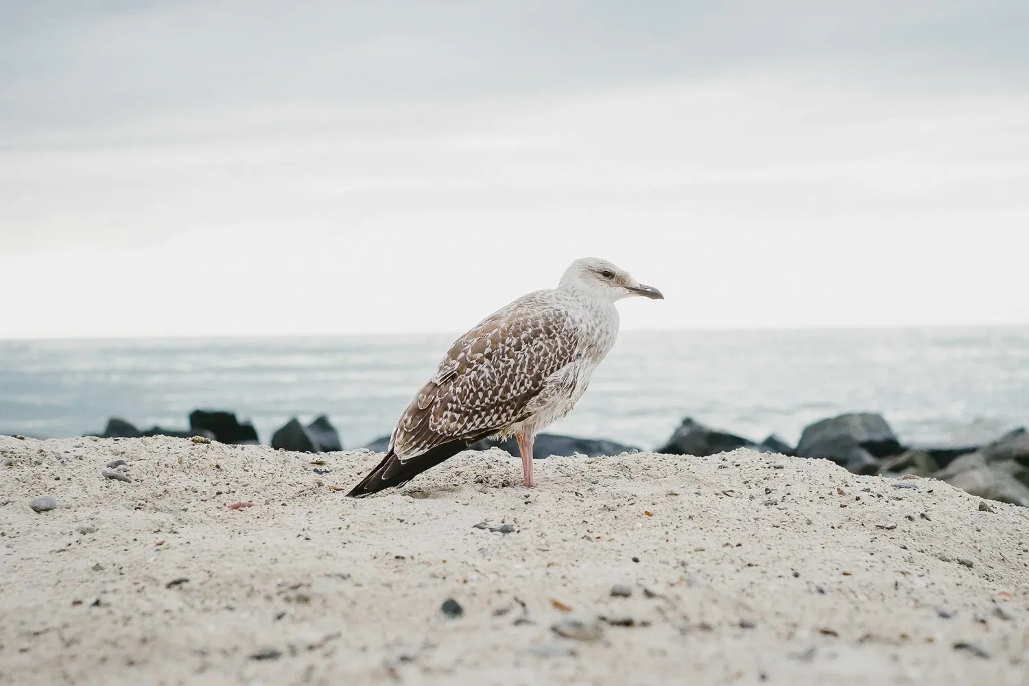 Iceland — frame 26